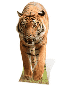 Tiger Cardboard Cutout