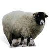 Sheep Lifesize Cardboard Cutout