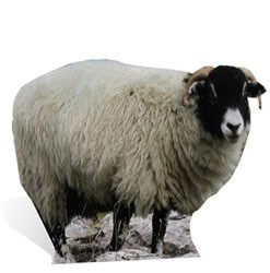 Sheep Lifesize Cardboard Cutout