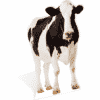 Cow Life Size Cut Out
