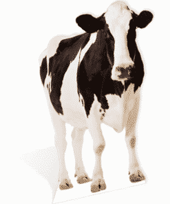 Cow Life Size Cut Out