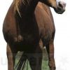 Horse Cardboard Cutout