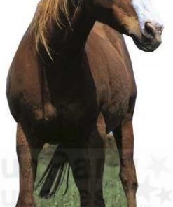 Horse Cardboard Cutout