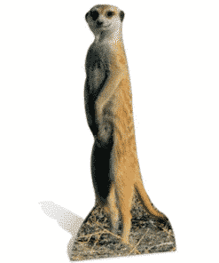 Meerkat Cardboard Cutout