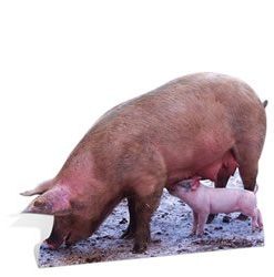 Pig & Piglets lifesize Cardboard Cutout