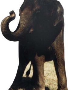 Baby Elephant (Big but not Life Size!) Cut Out - 1.1m