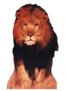 Lion Life Size Cut Out - 1.5m