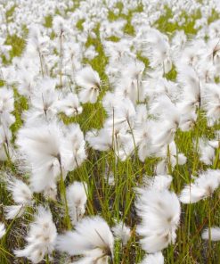 2nd Anniversary - Cotton