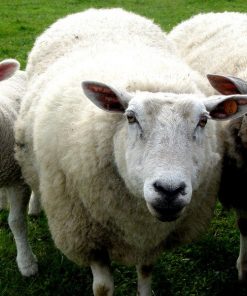 7th Anniversary - Wool