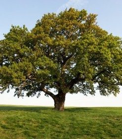 80th Anniversary - Oak