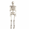 Hanging Skeleton Halloween Prop