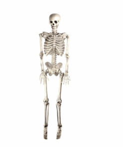 Hanging Skeleton Halloween Prop
