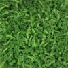 Lime Green Shredded Tissue Paper