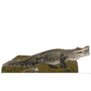 Alligator Lifesize Cardboard Cutout