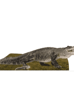 Alligator Lifesize Cardboard Cutout