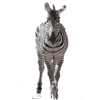 Zebra Lifesize Cardboard Cutout