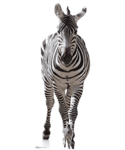 Zebra Lifesize Cardboard Cutout