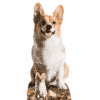 Corgi Lifesize Cardboard Cutout 76cm