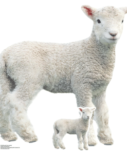 Lamb Cardboard Cutout