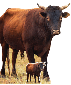 Young Bull Cardboard Cutout