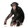 Chimpanzee Lifesize Cardboard Prop