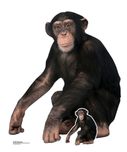 Chimpanzee Lifesize Cardboard Prop