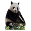 Giant Panda Lifesize Cardboard Prop