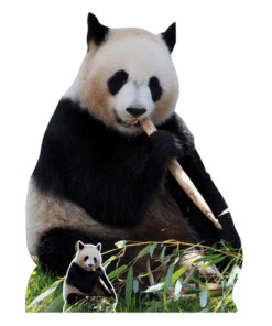 Giant Panda Lifesize Cardboard Prop